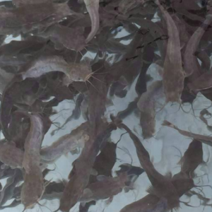 Fingerlings Catfish AfriShop Fingerlings Catfish AfriShop