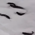 Fingerlings Catfish
