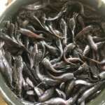 catfish_juvenile_post_sale Copright @AfriShopOnline
