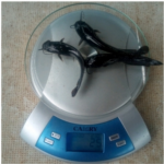 Juvenile Catfish 6-10g