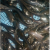 post fingerlings catfish for sale in lagos nigeria