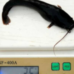 Post-juvenile Catfish (Clarias Garipinus Dutch Strain) 35g