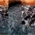Table Size Catfish For Sale
