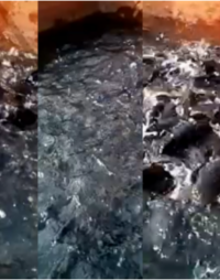 Table Size Catfish For Sale