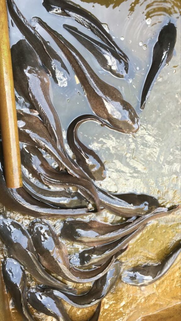 Male Catfish Broodstock High Quality For Sale