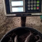 Malange catfish