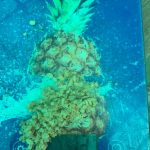 Black Soldier Fly Eggs - where to buy