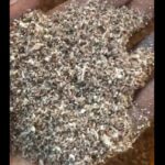 Black Soldier Fly Larvae 4days old