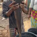 Extra Big Table Size Catfish For Sale