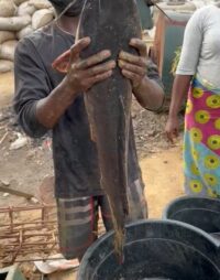 Extra Big Table Size Catfish For Sale