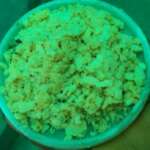 Black Soldier Fly Eggs 1g