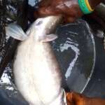 Female catfish Broodstock
