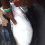 Catfish Broodstock for Sale in Nigeria