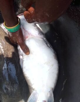 Catfish Broodstock for Sale in Nigeria